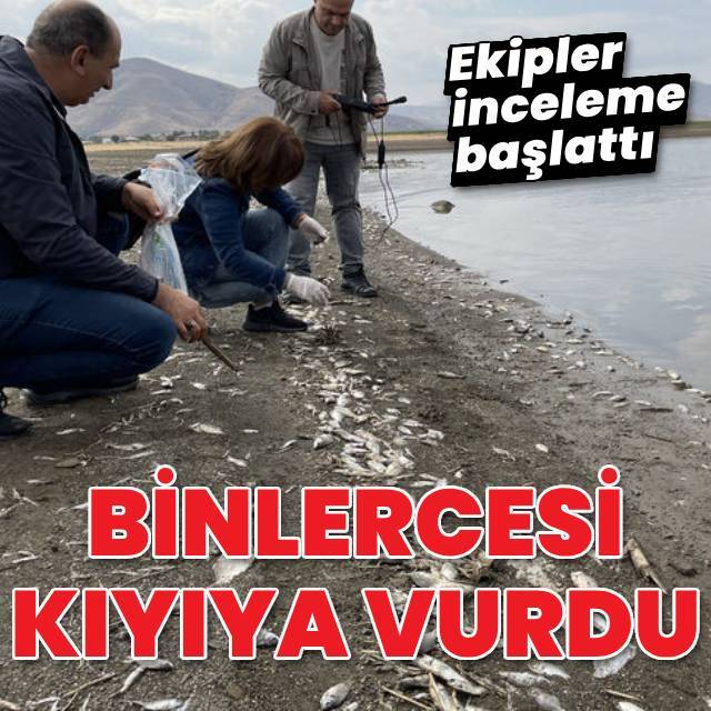 Keban'da binlercesi kıyıya vurdu!