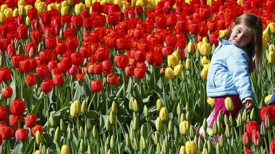 Çiçekli bitkilerde yüzde 45'i yok olma tehlikesi