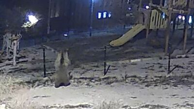 Tel örgüleri deviren ayı çocuk parkına girdi! Görenler kaçtı!