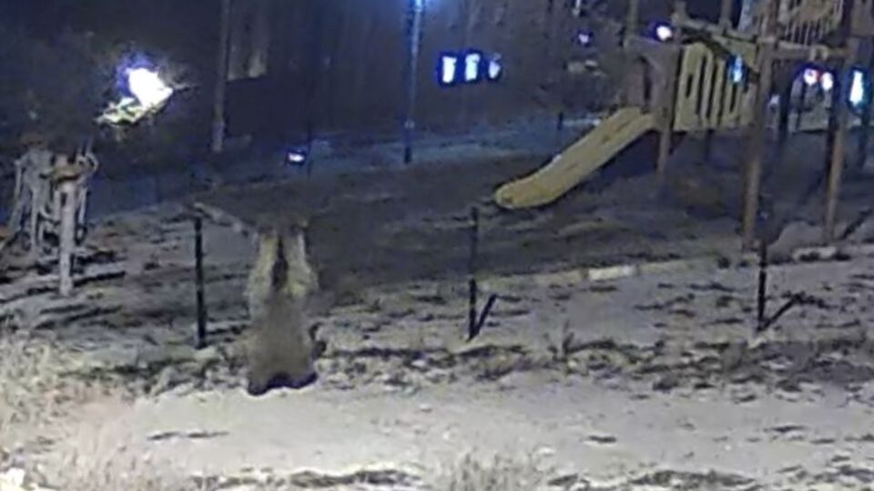 Tel örgüleri deviren ayı çocuk parkına girdi! Görenler kaçtı!