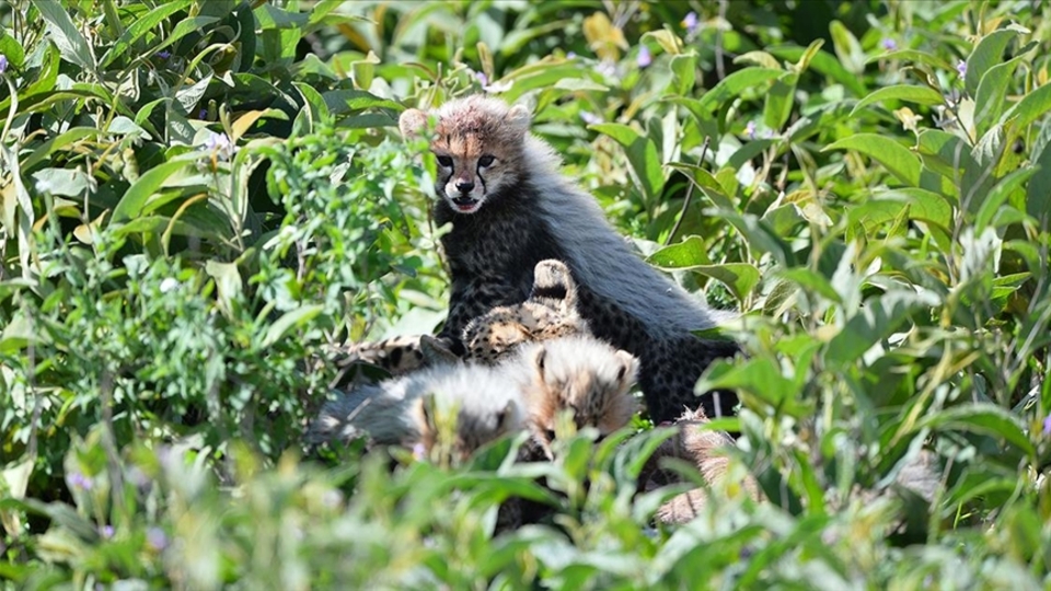 Afrika'nın en önde gelen milli parkı oldu