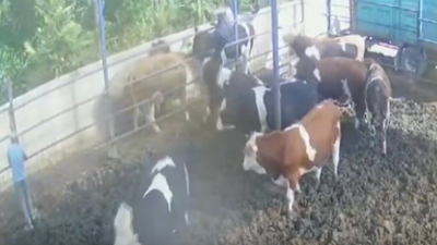 O anlar kamerada! Boynuz darbesiyle 2 metre fırlattı!