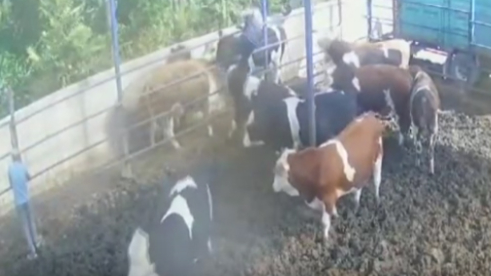 O anlar kamerada! Boynuz darbesiyle 2 metre fırlattı!