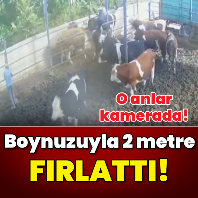 O anlar kamerada! Boynuz darbesiyle 2 metre fırlattı!