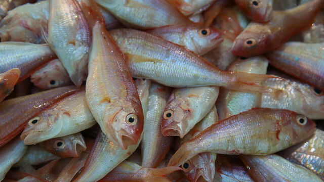 Ekim ve Kasım ayında yenebilecek balıklar!