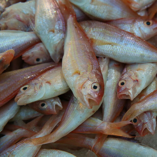 Ekim ve Kasım ayında yenebilecek balıklar!