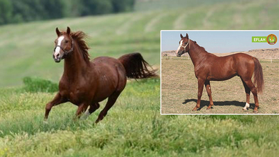 Efsane 'Özgünhan'ın yavrusuna rekor fiyat!