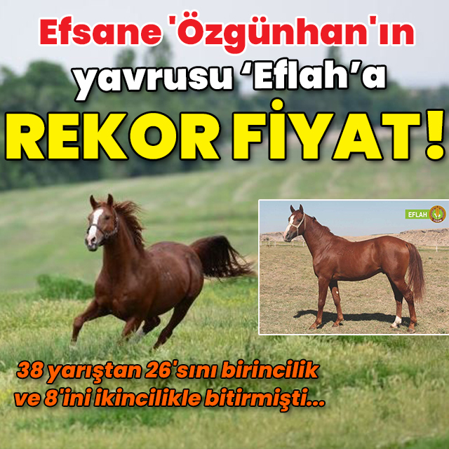 Efsane 'Özgünhan'ın yavrusuna rekor fiyat!