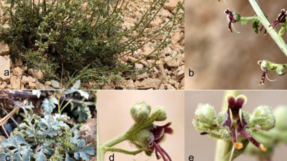 Alakır'da keşfedildi! Çevreci çiftin adı verildi