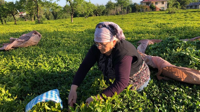 Çay ihracatında yüzde 23'lük artış