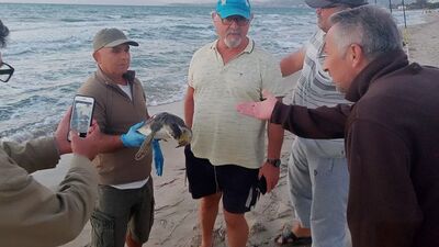 Kuşadası'nda kaplumbağalar ölü bulundu