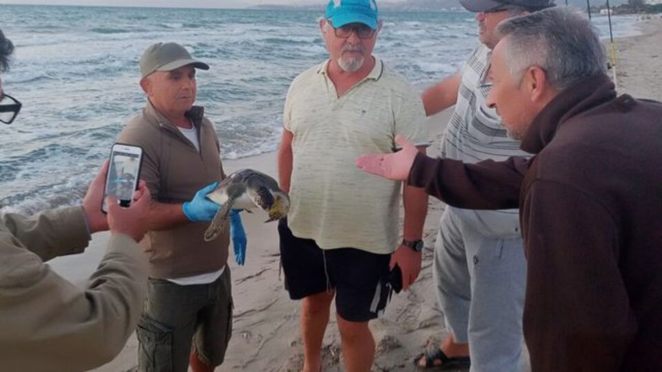 Kuşadası'nda kaplumbağalar ölü bulundu