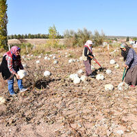 Kadın çiftçilerden ata tohumlu bal kabağı