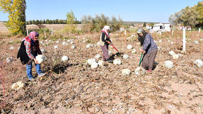 Kadın çiftçilerden ata tohumlu bal kabağı