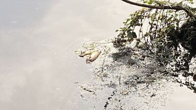 Kocaeli'de deredeki balıklar öldü