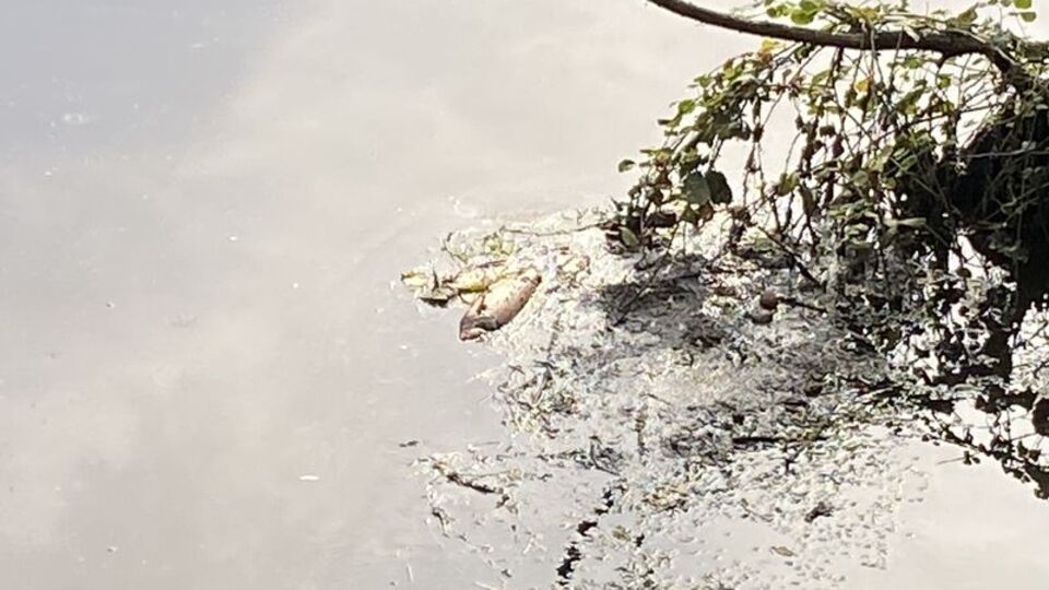 Kocaeli'de deredeki balıklar öldü