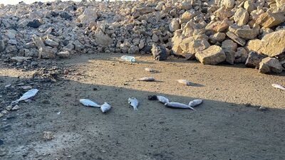 Ekipler inceleme başlattı