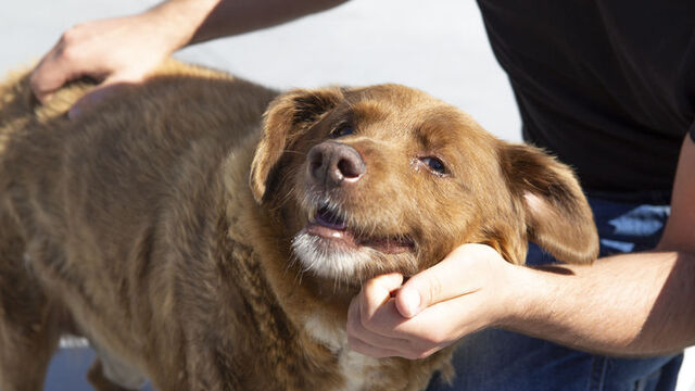 Dünyanın en yaşlı köpeğinden üzen haber
