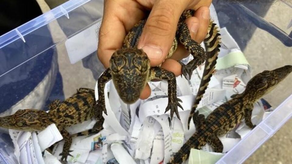 Evinde 3 yavru timsah bulundu!