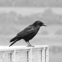 Karga ne yer, ne ile beslenir?