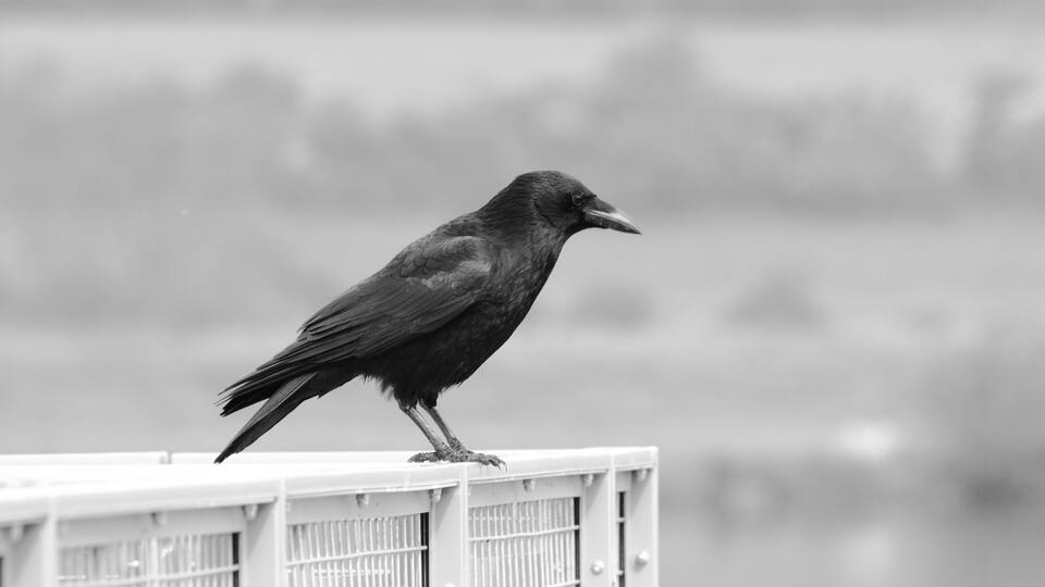 Karga ne yer, ne ile beslenir?