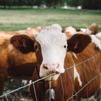 İnek ne yer, ne ile beslenir?