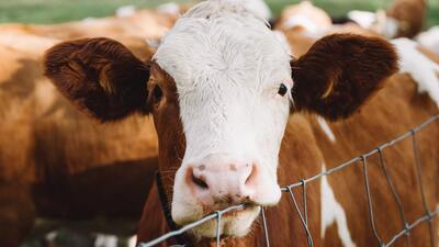 İnek ne yer, ne ile beslenir?