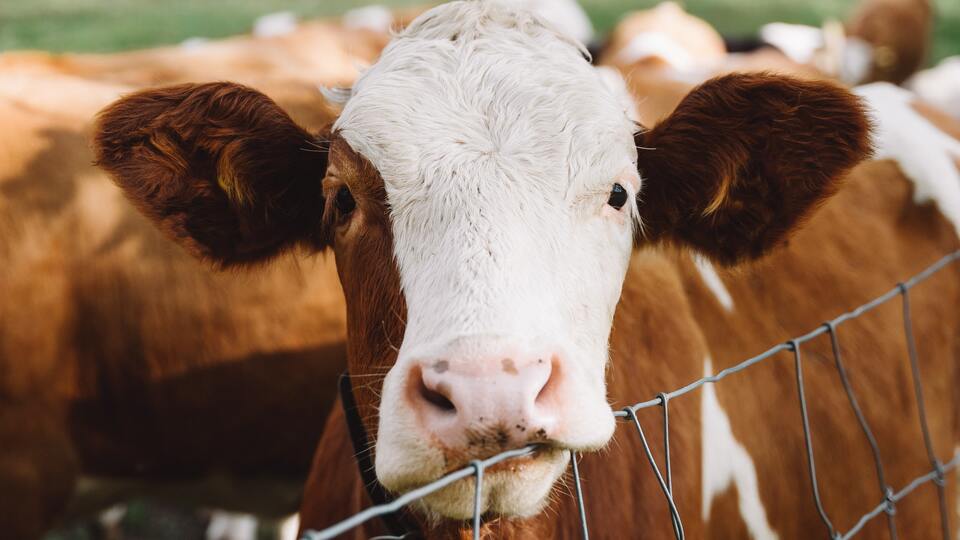 İnek ne yer, ne ile beslenir?