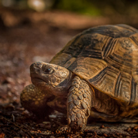 Kaplumbağalar ne yer, ne ile beslenir?