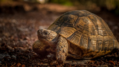 Kaplumbağalar ne yer, ne ile beslenir?