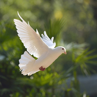 Güvercinler ne yer, ne ile beslenir?