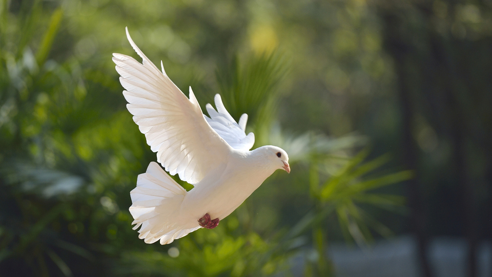 Güvercinler ne yer, ne ile beslenir?