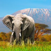 Fil ne yer, ne ile beslenir?