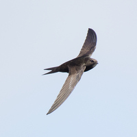 Ebabil kuşu ne yer, ne ile beslenir?