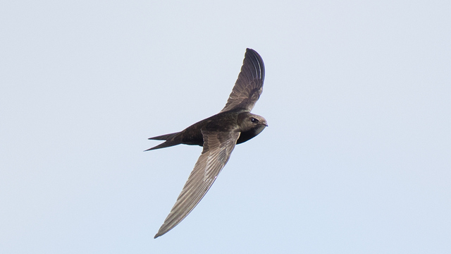 Ebabil kuşu ne yer, ne ile beslenir?