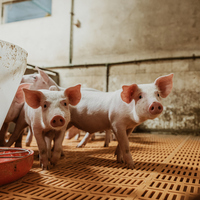 Domuz ne yer, ne ile beslenir?