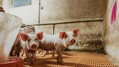 Domuz ne yer, ne ile beslenir?