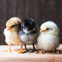 Civciv ne yer, ne ile beslenir?