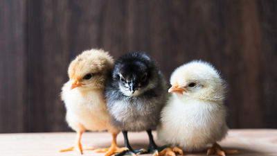 Civciv ne yer, ne ile beslenir?