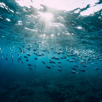 Balık ne yer, ne ile beslenir?