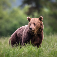 Ayı ne yer, ne ile beslenir?