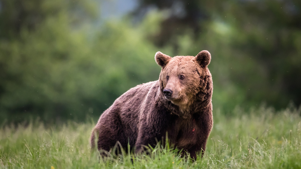 Ayı ne yer, ne ile beslenir?