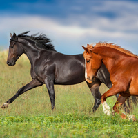 At ne yer, ne ile beslenir?