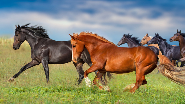 At ne yer, ne ile beslenir?