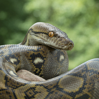 Yılan ne yer, ne ile beslenir?