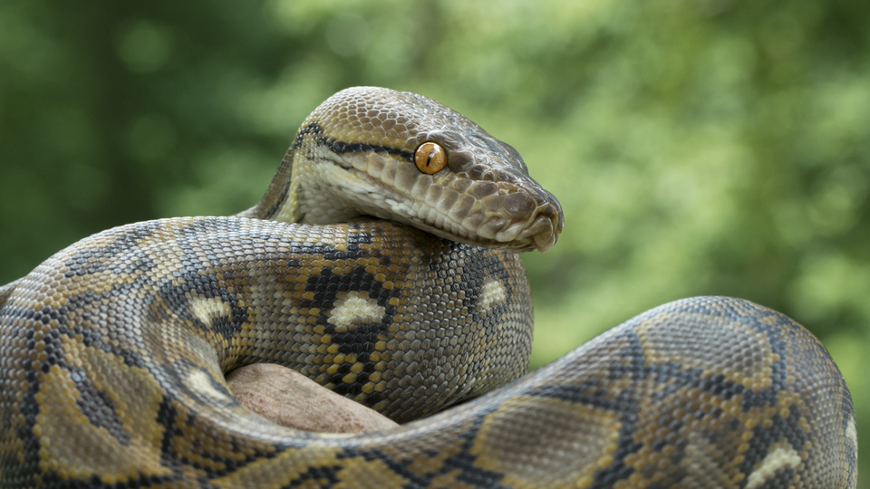 Yılan ne yer, ne ile beslenir?