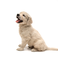 Yavru köpek ne yer, ne ile beslenir?