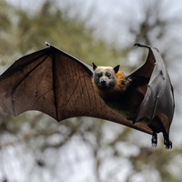 Yarasa ne yer, ne ile beslenir?