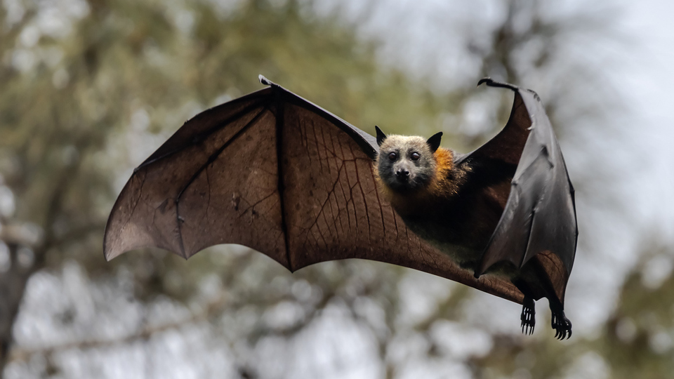 Yarasa ne yer, ne ile beslenir?