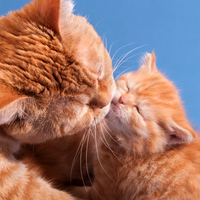 Yavru kedi ne yer, ne ile beslenir?